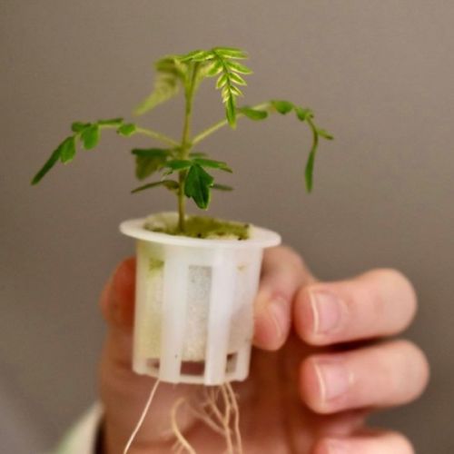 Grow a bonsai.jpeg